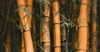 6. Meriam Bambu, Flores