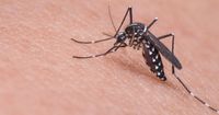 2. Ciri-ciri nyamuk Aedes aegypti
