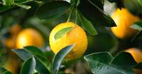 5. Lemon