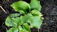 3. Daun kencur
