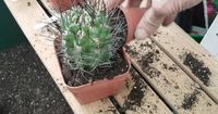 2. Perhatikan pemberian pupuk tanaman kaktus