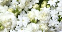 6 Manfaat Bunga Melati Kecantikan