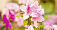 3. Bunga azalea mampu menyerap berbagai polutan udara