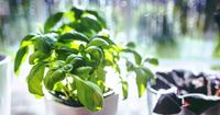 1. Cara menanam herbal dalam rumah