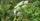 1. Hemlock (Conium Maculatum)