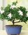 5. Penyempurnaan bentuk bonsai
