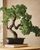3. Penanaman pemeliharaan tanaman bonsai
