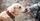 7. Cynophobia atau ketakutan terhadap anjing