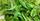 1. Membasmi tomcat menggunakan daun mimba, lengkuas, serai