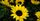5. Lakukan perawatan agar bunga matahari bebas hama