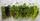 4. Basil & Oregano