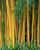 7. Bambu Kuning pagar tinggi menjulang