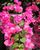 3. Tanaman Bougenville bunga cantik