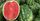 5. Kandungan air dalam buah semangka sebagai pelindung dari sinar UV