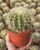 1. Echinocactus grusonii bentuk bulat sempurna