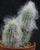 4. Cephalocereus senilis dipenuhi rambut putih