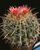 2. Ferocactus duri berwarna merah