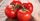 5. Buah tomat siap dipanen