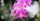 2. Anggrek dendrodium paduan warna putih ungu