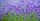 5. Perawatan bunga lavender