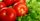 4. Tomat memiliki sifat asam dapat meningkatkan asam lambung