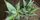 1. Sansevieria pinguicula pinggir daun berwarna merah kecokelatan