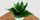 3. Sansevieria hahnii terlihat sangat anggun