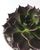 4. Echeveria 'Black Prince Succulent', tanaman yang tidak membutuhkan air terlalu banyak
