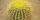 2. Kaktus Echinocactus grusonii terdapat duri kuning seluruh permukaannya