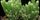 3. Kaktus Cereus tetragonus bisa tumbuh mencapai 6 kaki