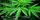 4. Marijuana dapat membantu mengatur sejumlah fungsi biologis