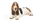 2. Anjing basset hound