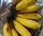 9. Pisang susu memiliki rasa sangat manis