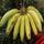 1. Pisang ambon paling banyak digemari