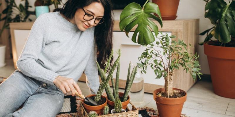 5 Tanaman Pembawa Sial Penghilang Hoki, Jangan Ada Rumah
