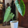 4. Anthurium veitchii juga termasuk ke dalam jajaran tanaman hias termahal