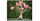 2. Bonsai kamboja jepang cantik saat berbunga