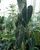 7. Philodendron - Rp 3,5 juta