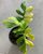 2. Philodendron minima variegata - Rp 114 juta