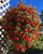 1. Begonia, tanaman gantung berbunga abadi