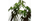 5. Tanaman anthurium pedatoradiatum variegated
