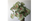 3. Bertulang daun merah, caladium white queen