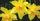 3. Si Cantik daffodil jika termakan bisa sebabkan muntah