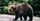 3. Beruang Coklat (Brown Bear)