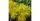 2. Brokoli kuning bisa tumbuh sampai 55 centimeter