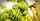 4. Pisang