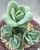 8. Rose Succulents