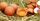 3. Bubur telur