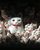 4. Hiasan patung kucing mulai dijual menyambut imlek Tokyo, Jepang