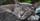 7. Kucing besar alam liar, suka tidur mengembalikan energinya